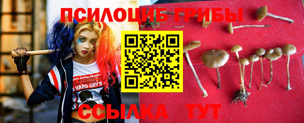 Галлюциногенные грибы Psilocybe  Галлюциногенные грибы Psilocybe  Вход с VPN  Сунжа 